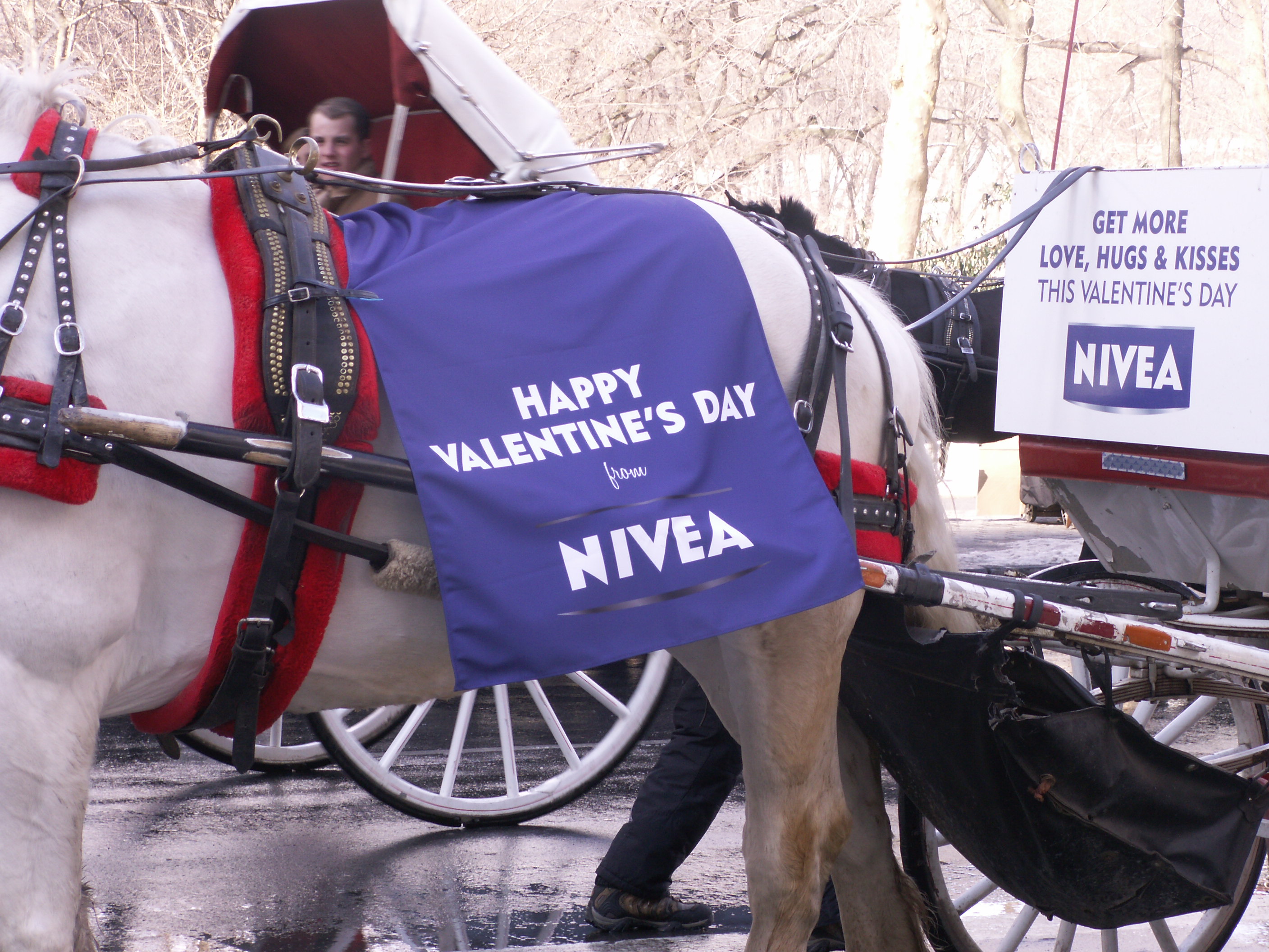 nivea carriage horse