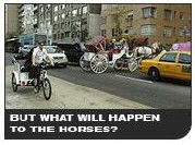 But what will happen to the horses