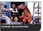 Horse Slaughter